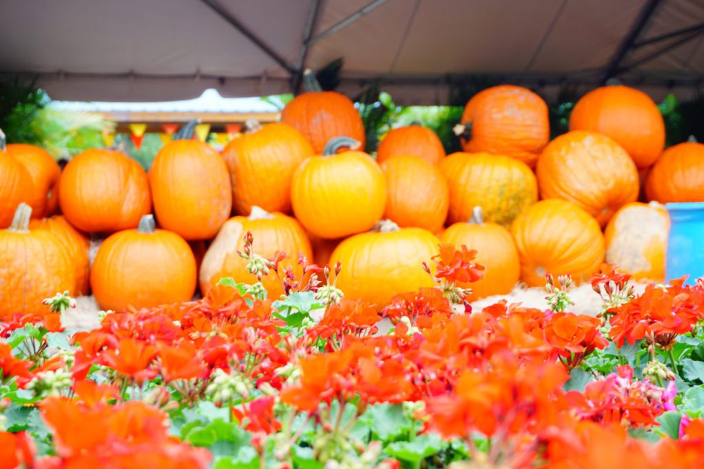 Fall pumpkins halloween